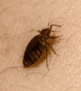 Bed Bug