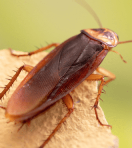 Cockroach