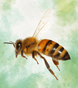 Honey Bee
