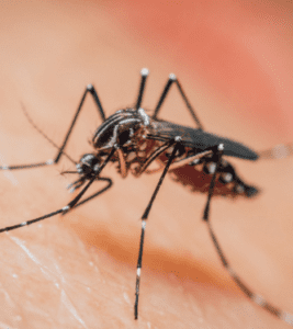 Mosquito