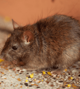Rodent
