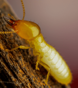 Termite