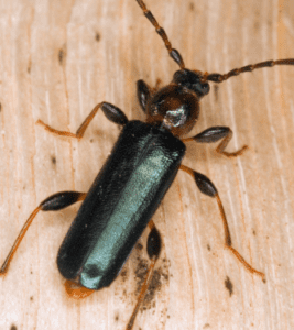 Wooden Borer