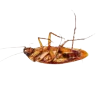 Cockroach