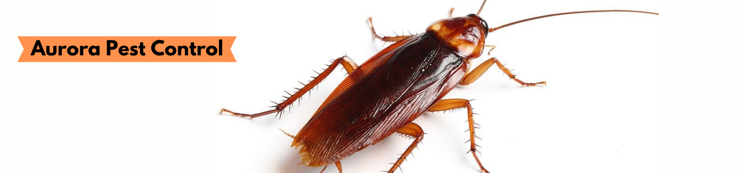 Cockroach Cockroach
