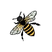 Honey_Bee