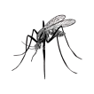 Mosquito