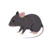 Rodent