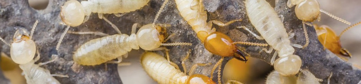 Termites Termites