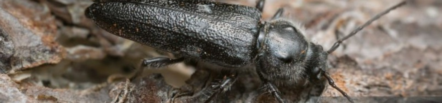 Wooden-borer Control