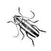 Wooden_Borer